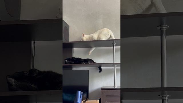 Белый кот и черная кошка