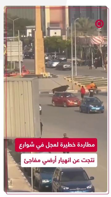 مطاردة خطيرة لعجل هارب في شوارع القاهرة