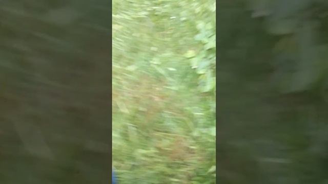 Шпиониро голубиро