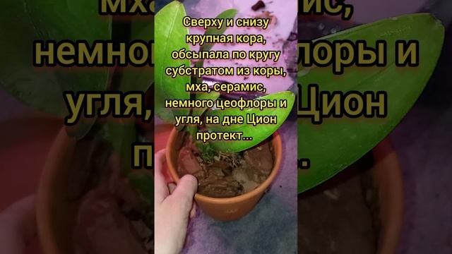 несколько каттлей приехали...пополняю коллекцию