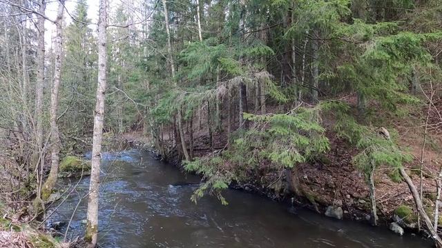 Весенняя река, шумная и несущая много грязи после долгой зимы. Любование природой.