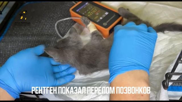 Маленькая экстренная пациентка в наших стенах. 
Поддержать⬇️