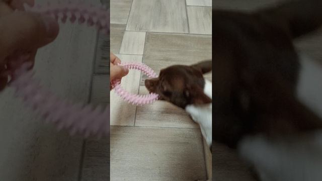 Кнопа играет