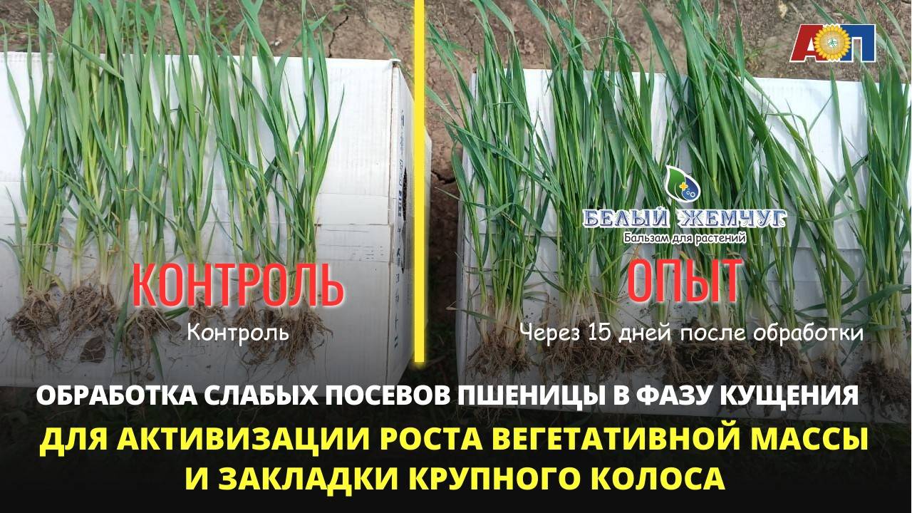 Обработка пшеницы в фазу кущения для активизации роста и закладки крупного колоса. Рязанская область