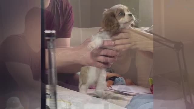 📞+7 921 352-11-13 Щенки 🐶🧿 Кавалер Кинг Чарльз спаниель ✍️ Дария Миллер