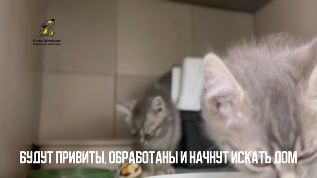 Знакомим вас с малютками Креббом и Гойлом. Поддержать⬇️