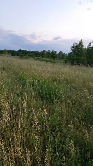 олень нас обругал