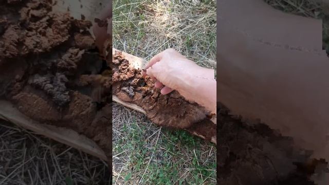 Трут или амаду из трутовика настоящего (Fomes fomentarius)