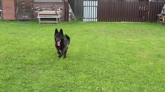 ПРОГУЛКА С СОБАКОЙ | ВЕСЕННЯЯ ПОРА