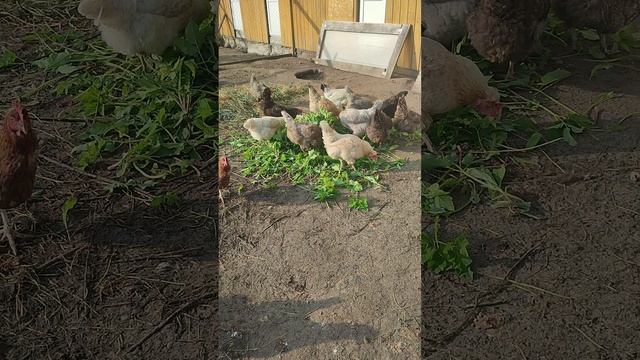 Вечер в деревне🏡 Зелень для курочек🐔