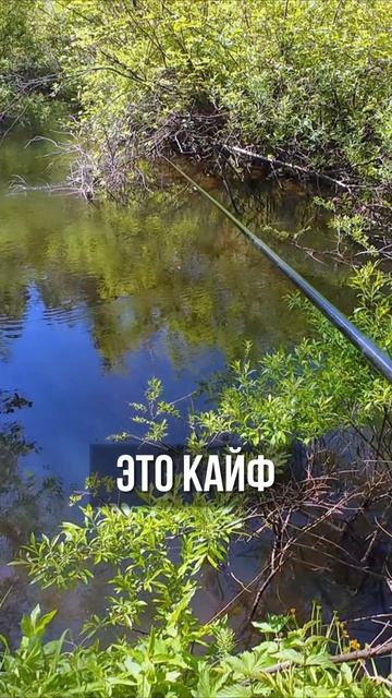 Рыбалка по таежным ручьям!