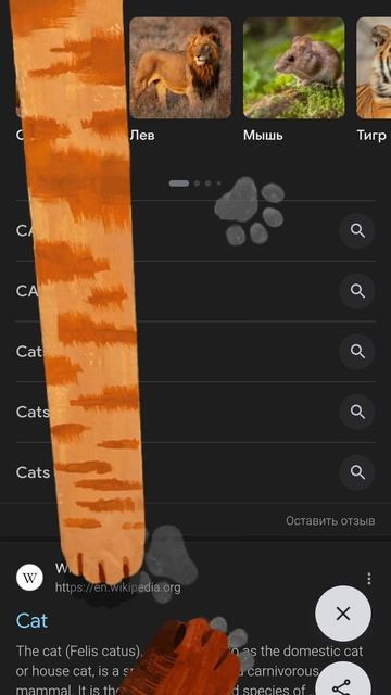 котики