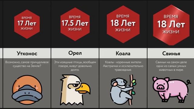 Время Жизни Животных - 2 ЧАСТЬ