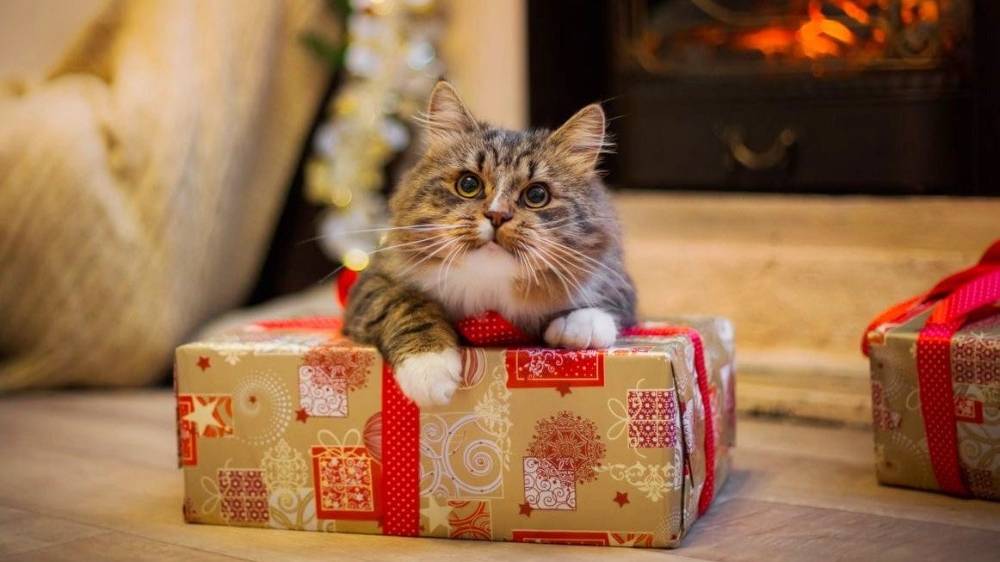 Мир кораблей и Леста поздравляют с Днём рождения! Спасибо! :)