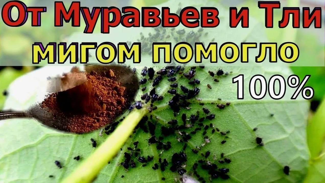 ТЛЯ и МУРАВЬИ ИСЧЕЗНУТ НАВСЕГДА от этого СРЕДСТВА