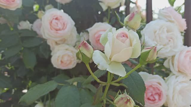 Какие работы произвожу в цветниках.