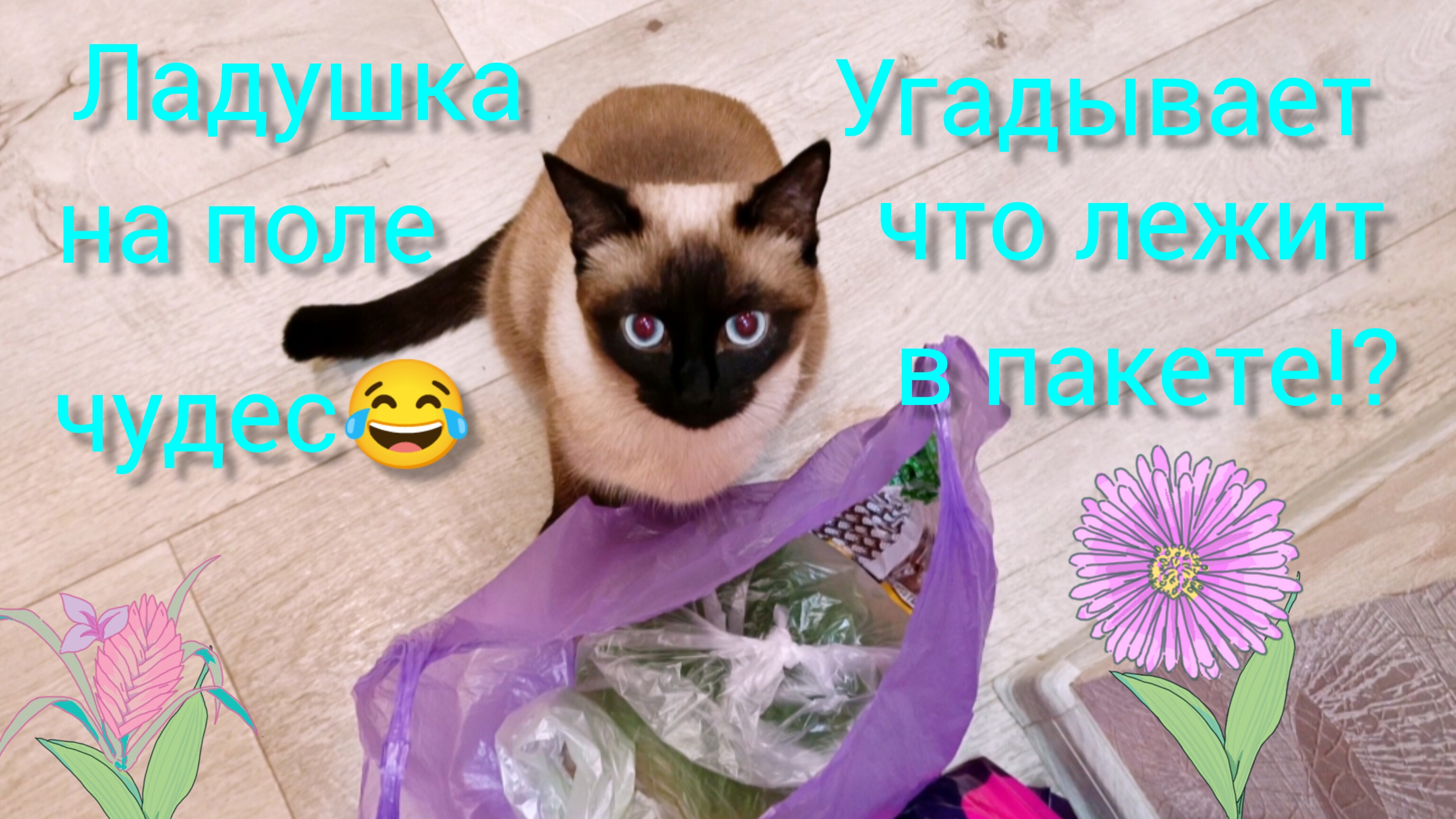 Кошка🐱Ладушка😂на поле чудес‼️ #смешныекоты #котики #прикольные котики #милые_котики