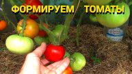 ТОМАТОВ БУДЕТ БОЛЬШЕ. Формировка томатов детерминантного типа. Важный момент при выращивании.