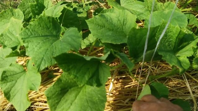 Битва за урожай продолжается: мега грядка огурцов и другие новости хозяйства.