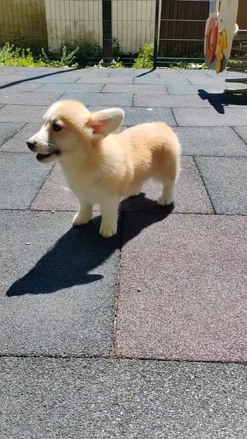 Лапочка