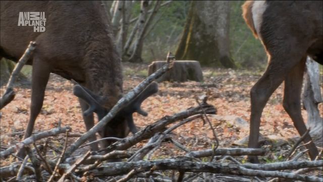Дикая франция 3 серия «Леса в тумане» (документальный сериал, 2012)