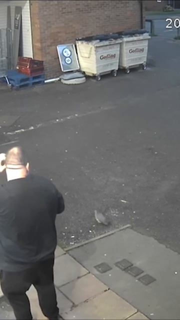 Голубь в голову