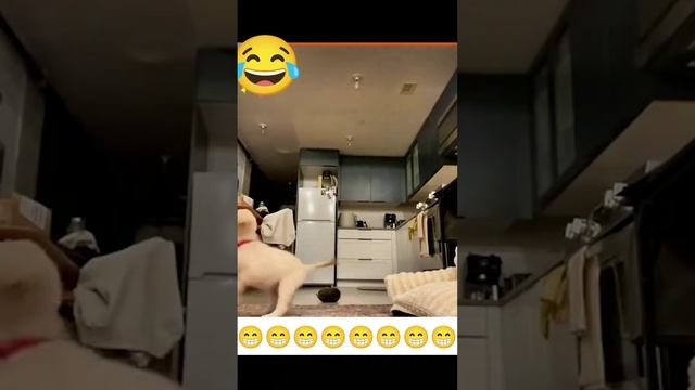 коллекция смешных видео