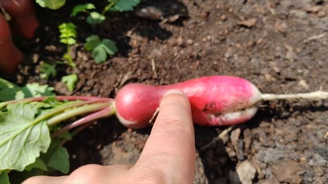 редис 18 дней отзывы описание сорта фото обзор редиски