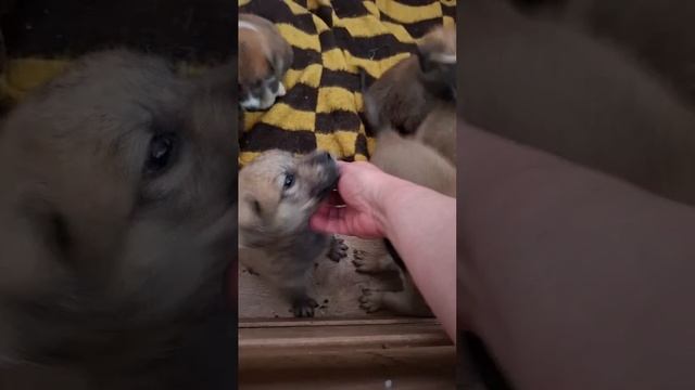 Бутузики растут, уже кушают сами!