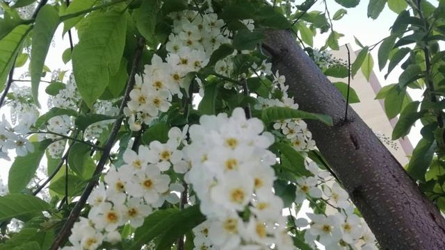 Цветущий май в моем саду.