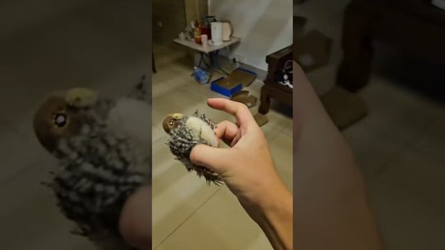 Котики