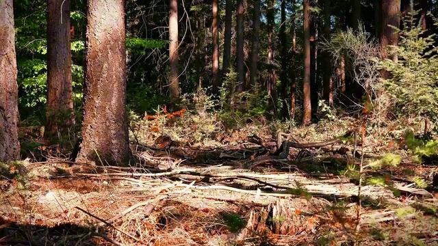 Удивительный лесной пейзаж с буреломом. Игра света и тени. Релаксация.