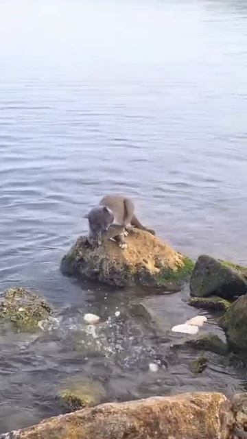 Кот-рыболов