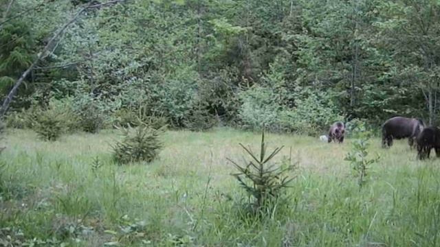 Медведи видео