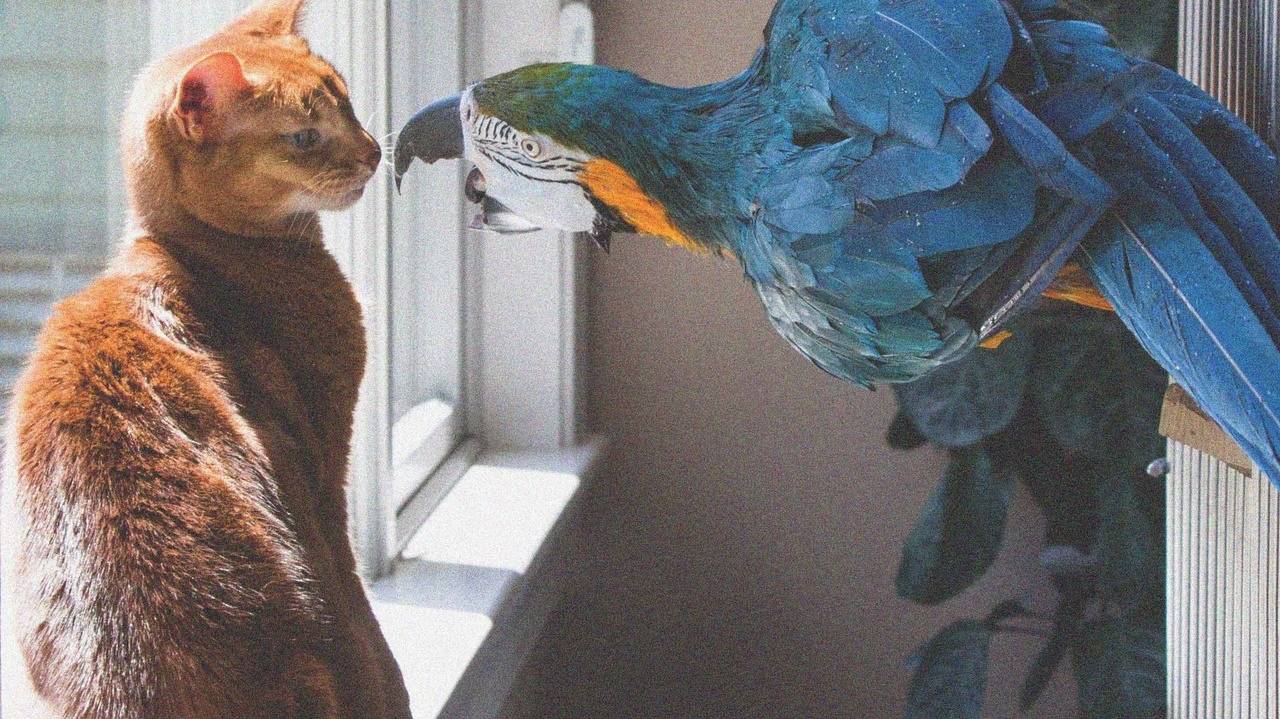 Котик и попугайчик