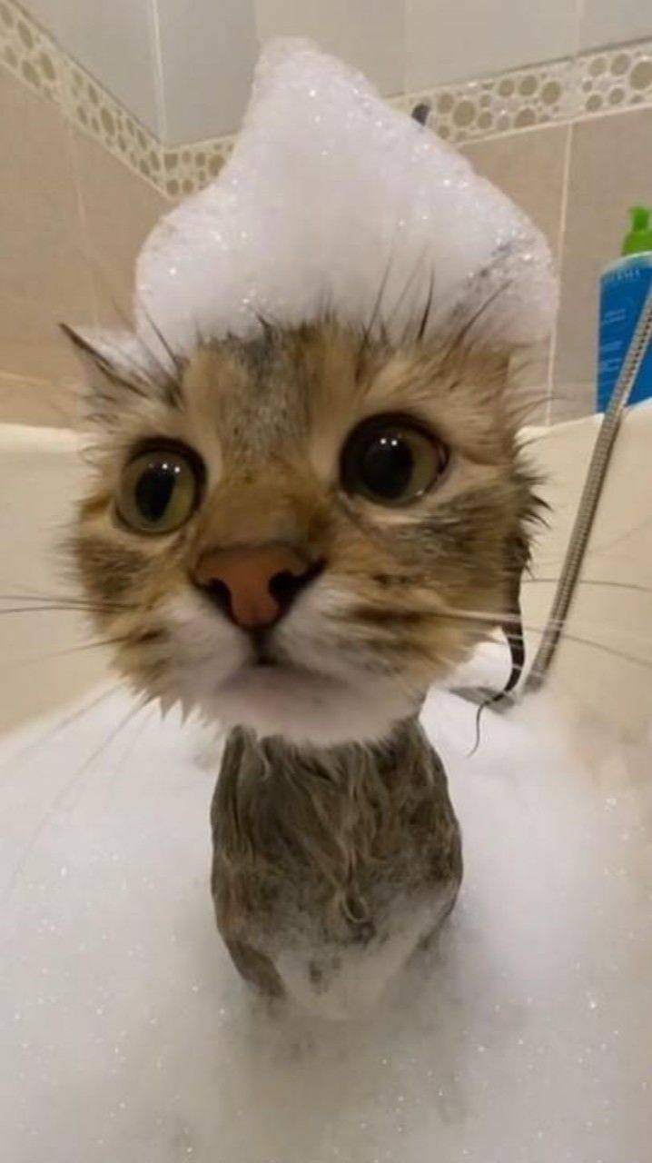 Классные котики, смешное видео!!!