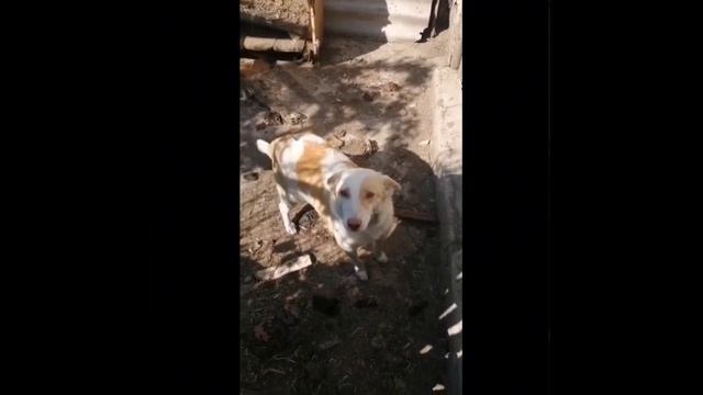 Собака в добрые руки! Куратор Юля 89165656954 Москва