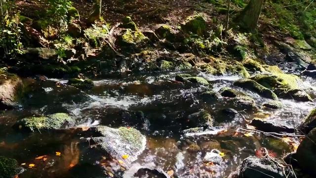 Восхитительный умиротворяющий шум осенней реки. Природа для души на видео. Релакс.