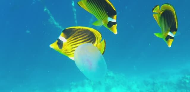Hotell Domina Coral Bay Marine Life
Отель Домина Корал Бей Морская Жизнь