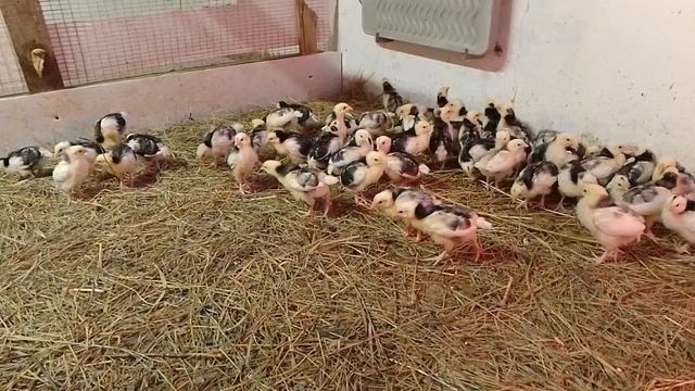 6 июня , прошёл дождь