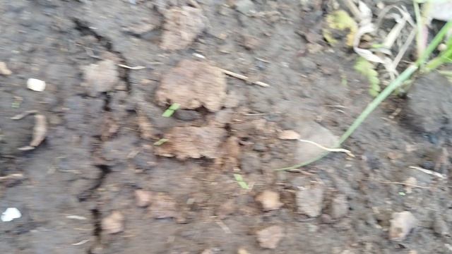 VID_20250606_071734.mp4