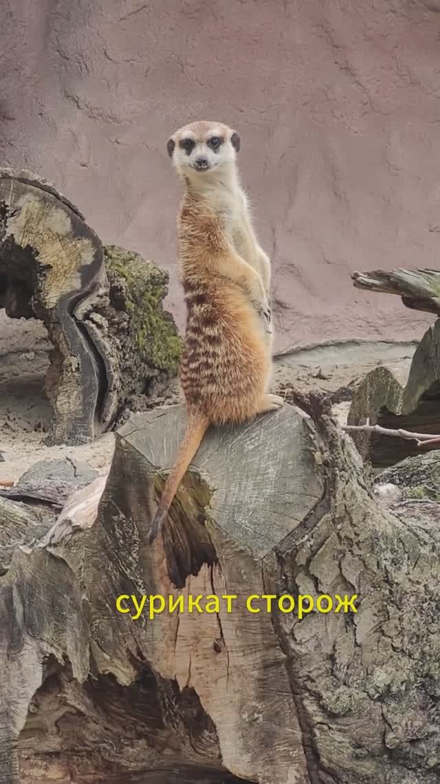 Сурикат-сторож из калининградского зоопарка