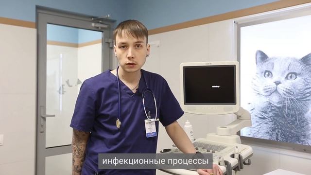 Существуют ли препараты для восстановления функции почек
