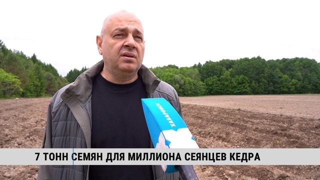 7 тонн семян для миллиона сеянцев кедра готовят в Хабаровске