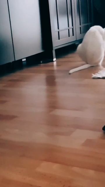 как же плохо без туалетной бумаги