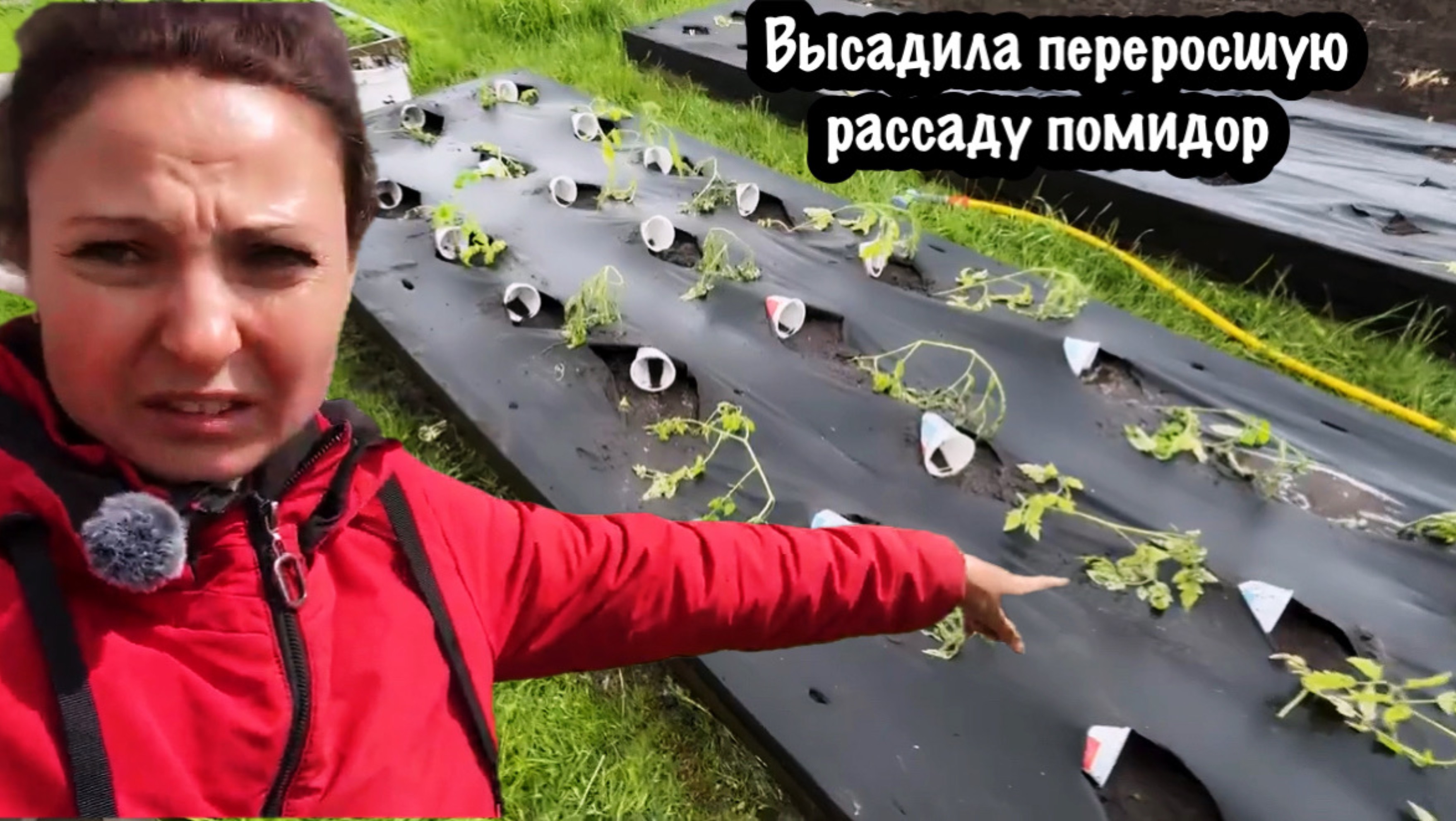 ВЫСАЖИВАЮ ПЕРЕРОСШУЮ РАССАДУ  В ВЫСОКИЕ ГРЯДКИ/РАБОТА В ОГОРОДЕ/ВСЕ ДЛЯ КРАСОТЫ И УЮТА/