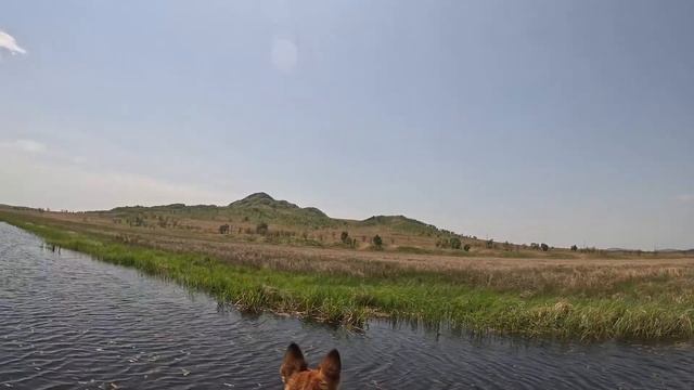 Встреча с водяным оленем на рыбалке