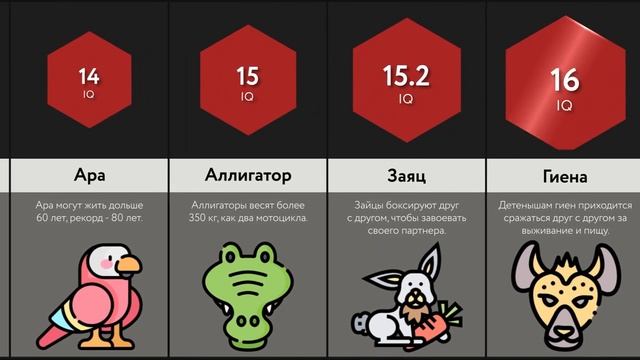 Самые Умные Животные - 2 ЧАСТЬ