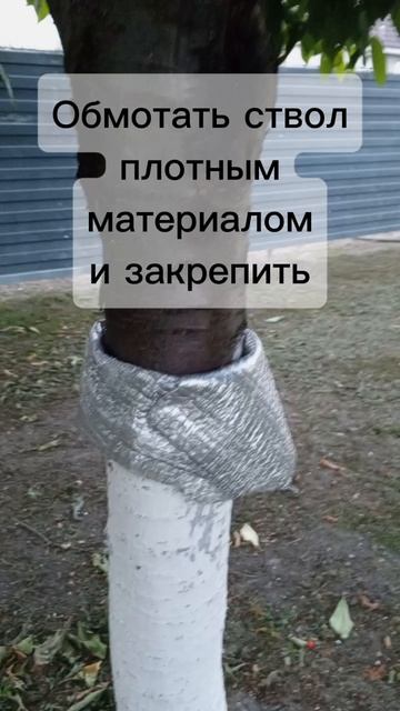Средство от муравьёв в саду. Муравьи едят вишню, черешню