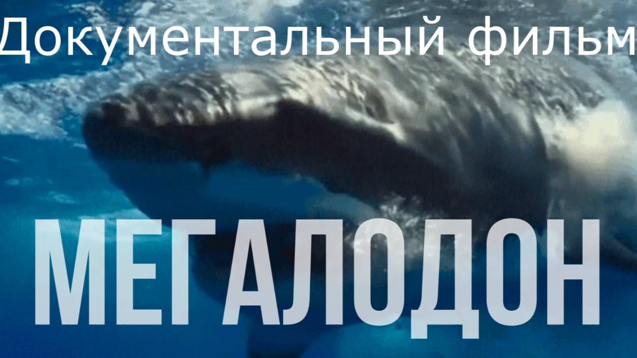 Мегалодон 2024г